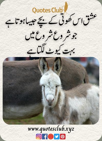 funny top urdu quotes urdu, عشق اس کھوتی کے بچے جیسا ہوتا ہے جو شروع شروع میں
بہت کیوٹ لگتا ہے